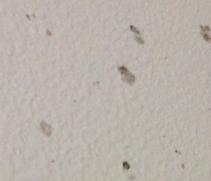Black mold spots on a white drywall