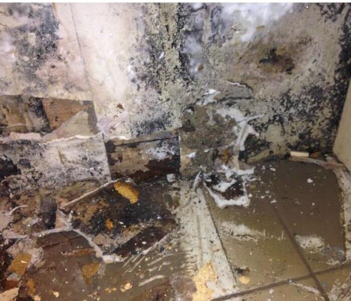 Mold covering wall and floor